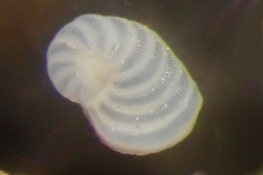 Peneroplis planatus