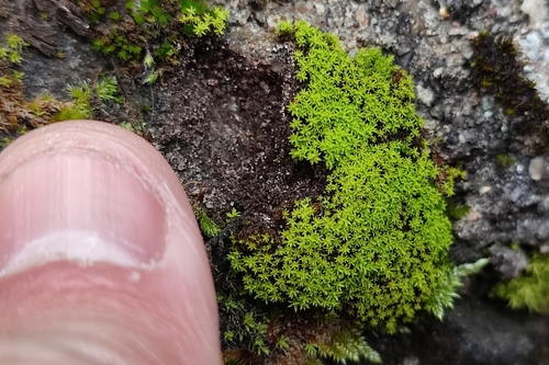 Streblotrichum convolutum