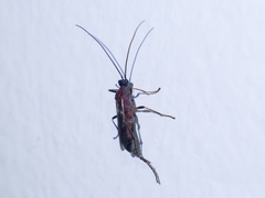 Braconidae