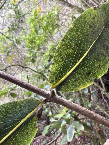 Dubautia latifolia observed 2022-12-01