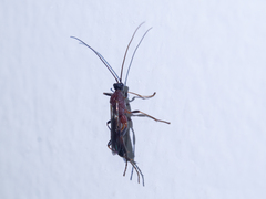 Braconidae