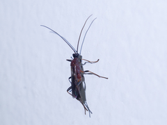 Braconidae