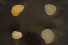 Elphidiidae