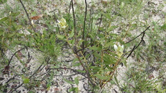 Protea