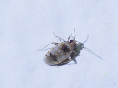 Miridae