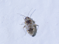 Miridae