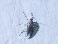 Pterygota