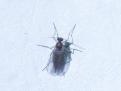 Pterygota