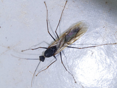 Camponotus
