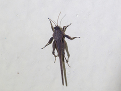 Orthoptera
