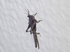 Orthoptera