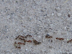 Solenopsis geminata