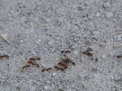 Solenopsis geminata