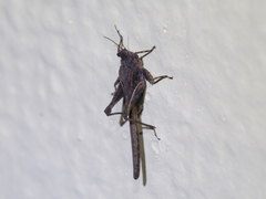 Orthoptera