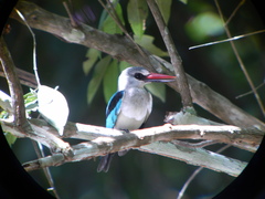 Halcyon senegalensis