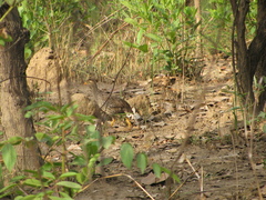 Pternistis icterorhynchus