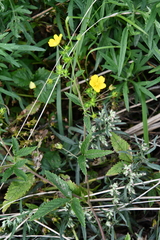 Potentilla cryptotaeniae