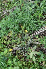Potentilla cryptotaeniae