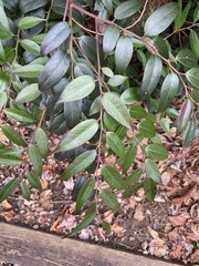 Leucothoe