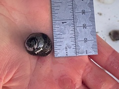 Steromphala umbilicalis