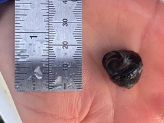 Steromphala umbilicalis