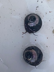 Steromphala umbilicalis