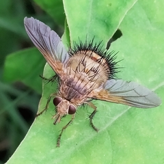 Dejeania bombylans