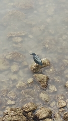 Butorides striata sundevalli