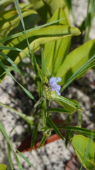 Cyanotis longifolia