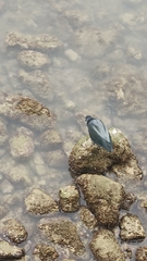 Butorides striata sundevalli