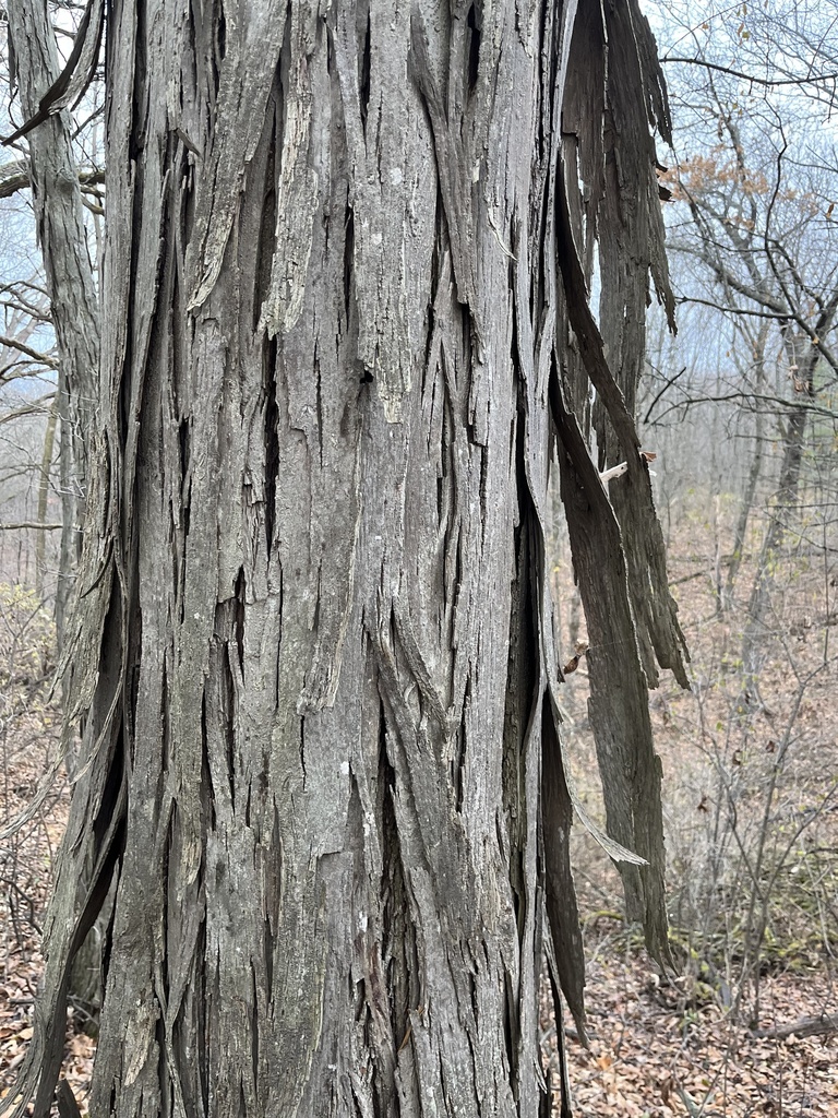 shagbark hickory from Timber Trail, Delavan, WI, US on November 24