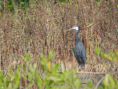 Egretta gularis