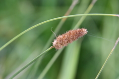 Carex laevissima
