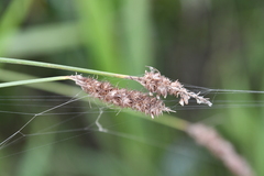 Carex laevissima