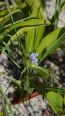 Cyanotis longifolia