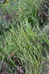Carex laevissima