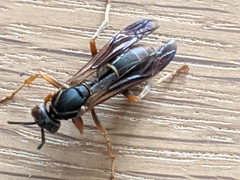 Fuscopolistes