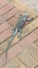 Amblyrhynchus cristatus hassi