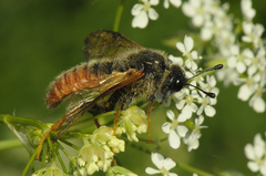 Trichiosoma aenescens