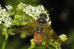 Trichiosoma aenescens