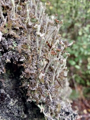 Cladonia albonigra
