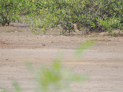 Burhinus senegalensis