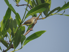 Eremomela pusilla