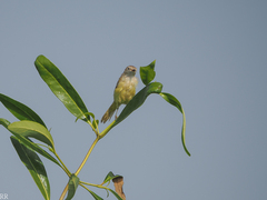 Eremomela pusilla