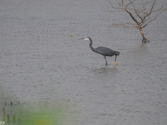 Egretta gularis
