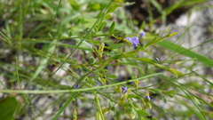 Polygala uncinata