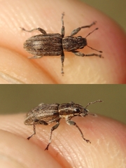 Sitona lineatus