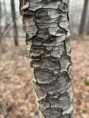 Tsuga canadensis