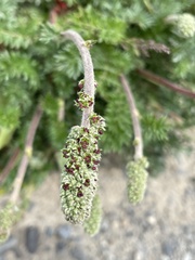 Acaena magellanica
