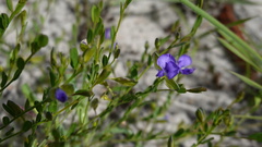 Polygala uncinata